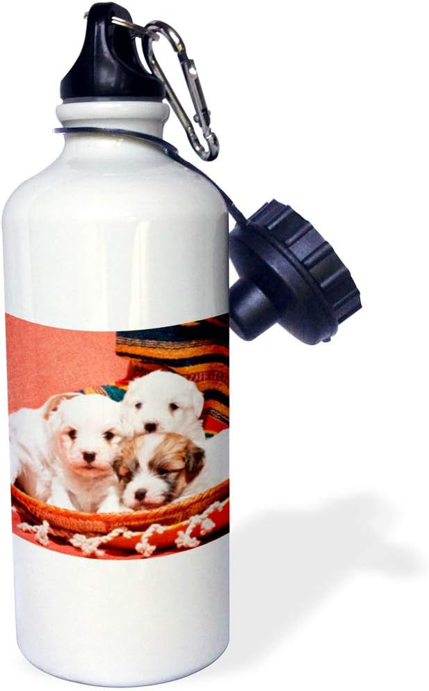 3dRose Coton De Tulear Puppy Dogs-Us03 Zmu0020-Zandria Muench Beraldo Sports Water Bottle, 21 oz, White