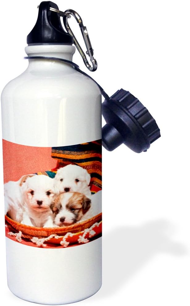 3dRose Coton De Tulear Puppy Dogs-Us03 Zmu0020-Zandria Muench Beraldo Sports Water Bottle, 21 oz, White
