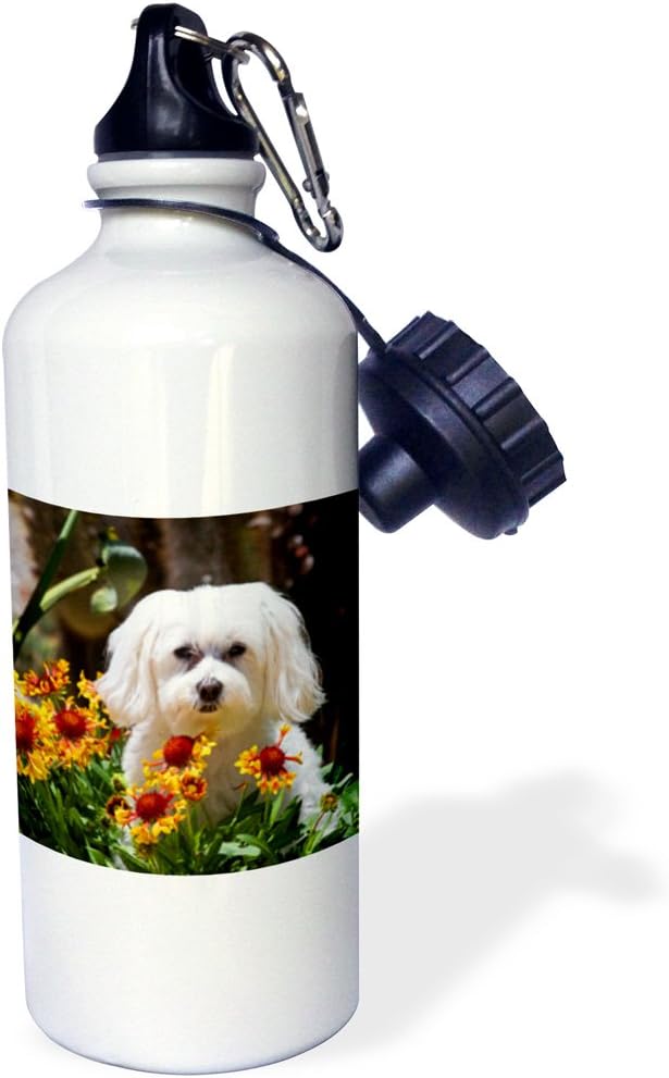 3dRose USA, California. Maltese Pot with Flowers. -Sports Water Bottle, 21oz , 21 oz, Multicolored