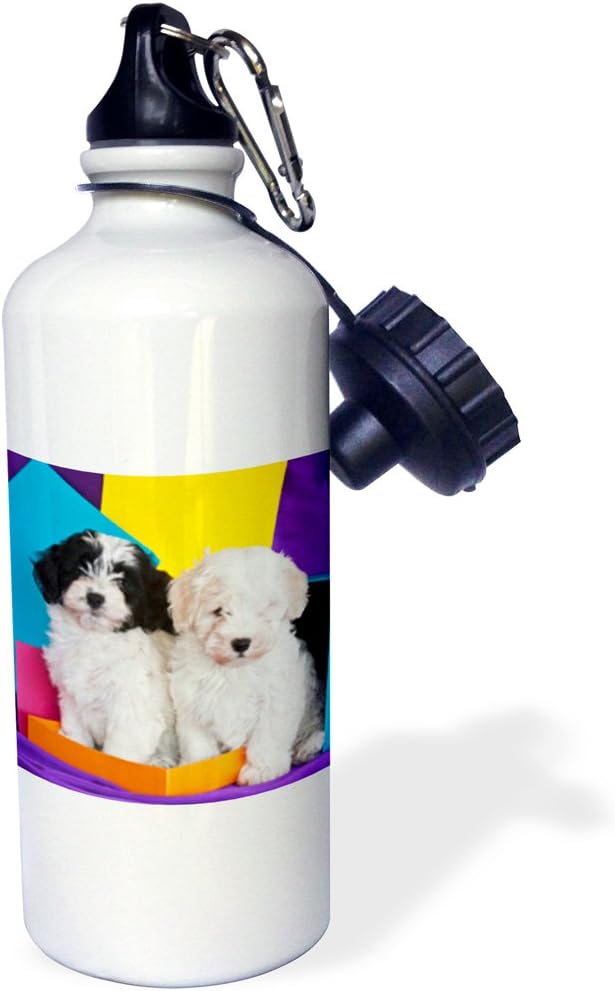 3dRose "Two Havanese puppy dogs by colors-US05 ZMU0291-Zandria Muench Beraldo" Sports Water Bottle, 21 oz, White