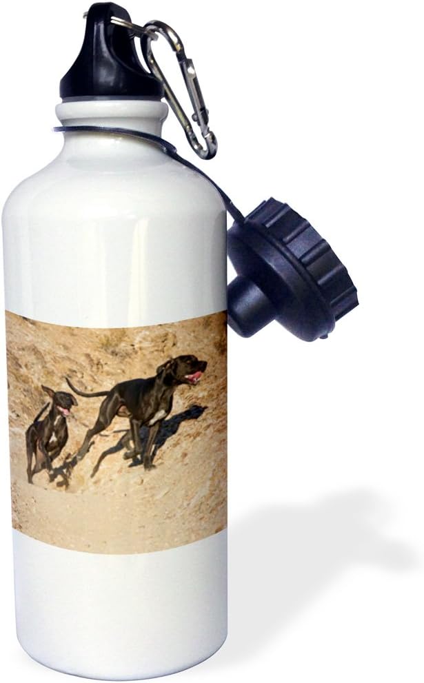 3dRose "Two German Shorthaired Pointer dogs-US05 ZMU0362-Zandria Muench Beraldo" Sports Water Bottle, 21 oz, White
