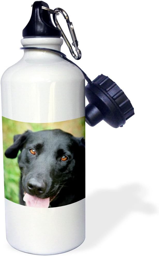 3dRose Black Labrador Sports Water Bottle, 21 oz, Multicolored
