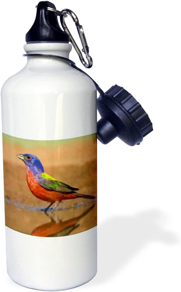 3dRose "Painted Bunting male bird bathing and drinking-US44 LDI1049-Larry Ditto" Sports Water Bottle, 21 oz, White