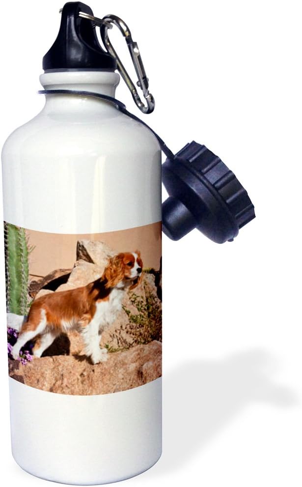 3dRose "Cavalier King Charles Spaniel dog US03 ZMU0008 Zandria Muench Beraldo" Sports Water Bottle, 21 oz, White