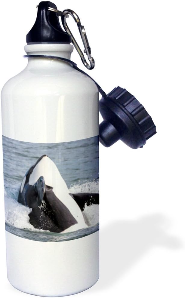 3dRose USA, Alaska Orca whale breaching Sports Water Bottle, 21 oz, Multicolor