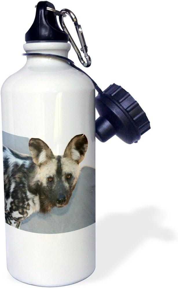 3dRose South African Wild Dog Head Shot Sports Water Bottle, 21 oz, White